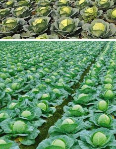 卷心菜种子怎么来的 卷心菜是如何生长的？