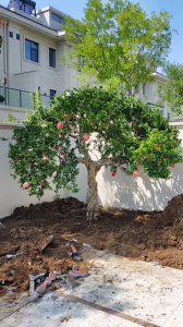 石榴树可以种在院子里吗 院子里适合种植石榴树吗？