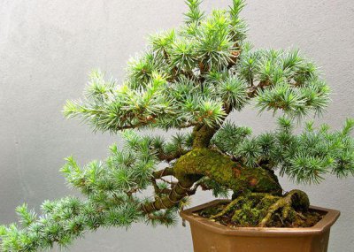 雪松可以种在院子里吗 雪松适合种植在庭院吗？