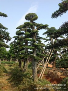 榆树可以种在院子里吗 院子适合种榆树吗？