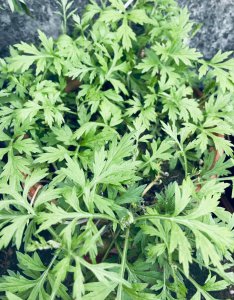 艾草可以种在院子里吗 院子里适合种植艾草吗？