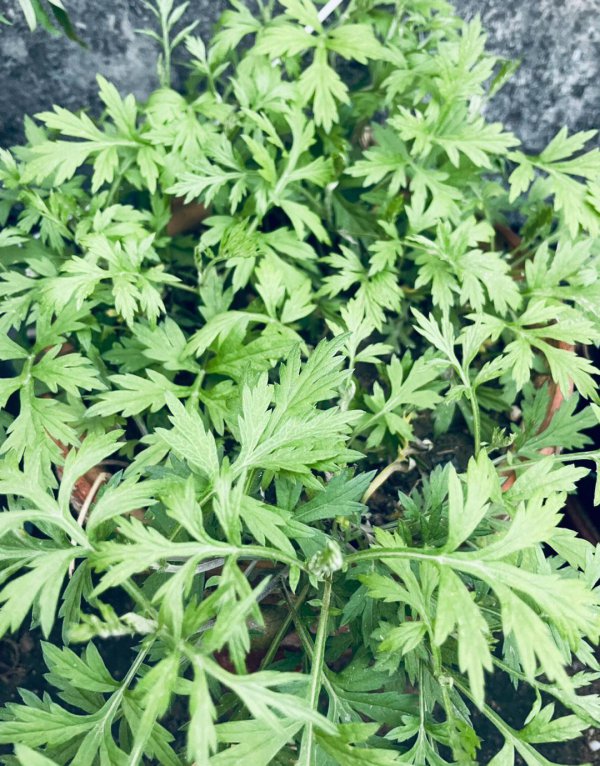 艾草可以种在院子里吗
