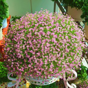 满天星可以种在院子里吗 院子里适合种植满天星花吗？