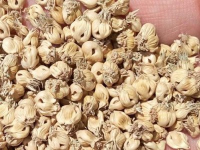 地蚕草怎么留种子 如何保存地蚕草的种子？