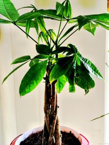 发财树可以种在院子里吗 发财树适合种植在庭院吗？