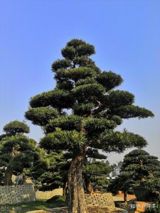 松树可以种在院子里吗 院子适合种植松树吗？