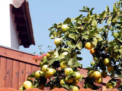 梨树可以种在院子里吗 院子适合种植梨树吗？