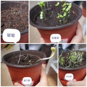 含羞草怎么留种子 含羞草如何收集种子