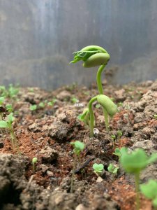 木耳菜怎么留种子 木耳菜怎么保存种子
木耳菜如何保留种子