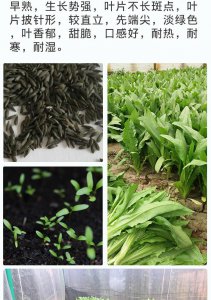 油麦菜种子怎么来的 油麦菜是如何繁殖的？