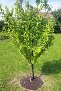 家里可以种李子树吗 家中适合种植李子树吗？