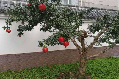 枣树可以种在院子里吗 院子里适合种植枣树吗？