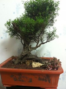金丝楠木可以种在院子里吗 金丝楠木适合种植在院子里吗？