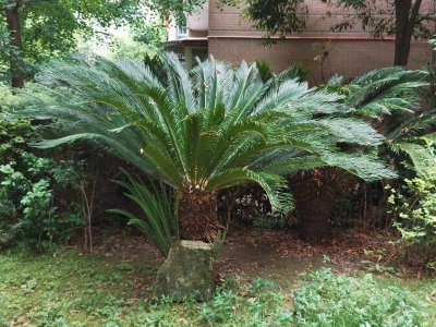 铁树可以种在院子里吗 院子里适合种植铁树吗？