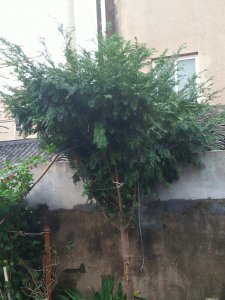 红豆杉可以种在院子里吗 红豆杉适合种植在庭院吗？