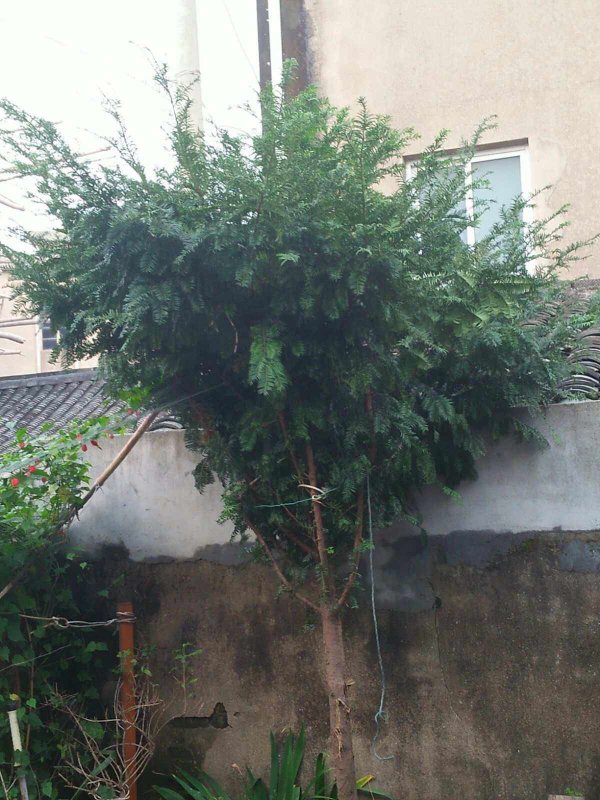 红豆杉可以种在院子里吗