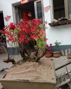 映山红可以种在院子里吗 院子里适合种植映山红吗？