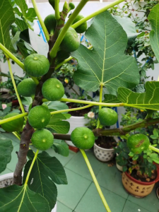 无花果树可以种在院子里吗 院子里适合种植无花果树吗？