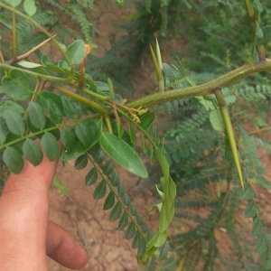 皂角树可以种在院子里吗 皂角树适合种植在庭院吗？