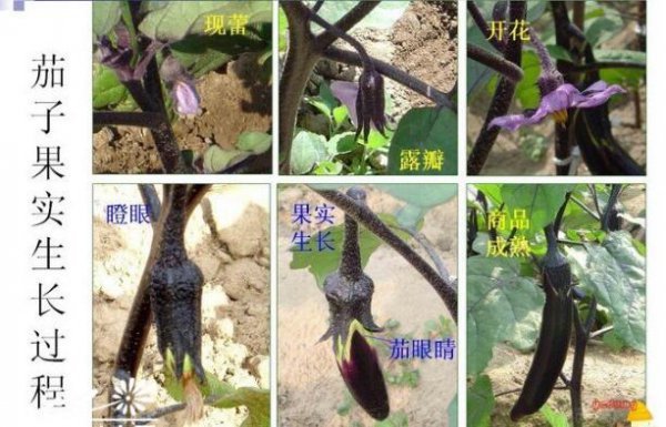 茄子苗栽种方法和注意事项