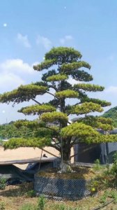 罗汉松可以种在院子里吗 罗汉松适合种植在庭院吗？