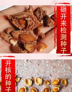 桃子怎么留种子 怎样保存桃子种子

桃子如何保存种子