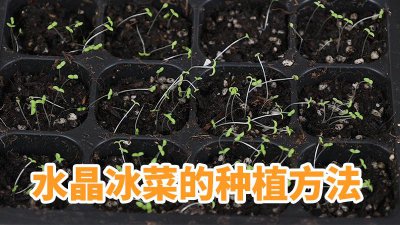 冰菜种子怎么来的 冰菜是如何种植的？