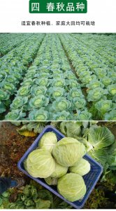 包菜怎么留种子 如何保存包菜的种子？