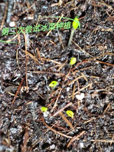 冰菜怎么留种子 冰菜如何保存种子
保留冰菜种子的方法