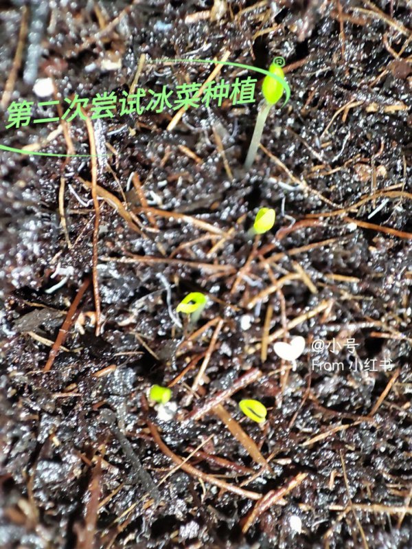 冰菜怎么留种子