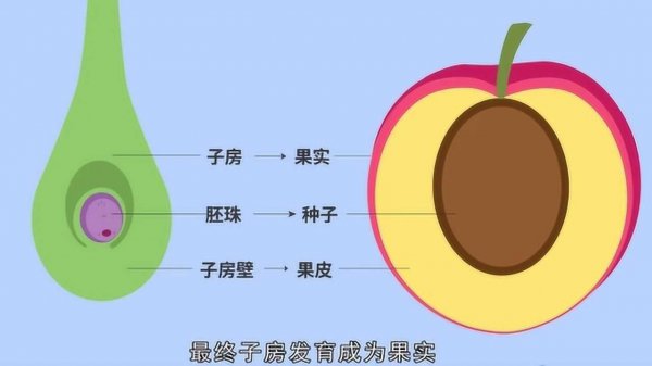 水果种子怎么来的