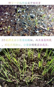小葱种子怎么来的 小葱是如何产生种子的？