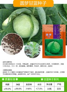 包菜种子怎么来的 包菜是如何生长的？