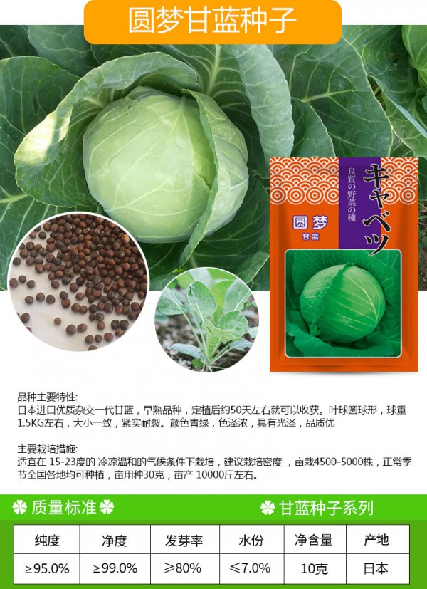 包菜种子怎么来的