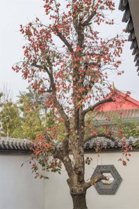 家里可以种柿子树吗 家里适合种植柿子树吗？