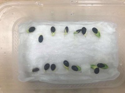 丝瓜种子怎么来的 丝瓜的种子是如何产生的？