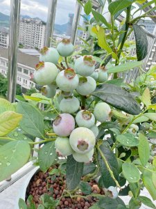 家里可以种蓝莓吗 家庭种植蓝莓可行吗？