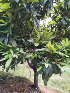 家里可以种枇杷树吗 家中适合种植枇杷树吗？
