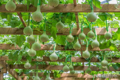 家里可以种葫芦吗 居家栽种葫芦可行吗？