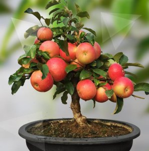 家里可以种苹果树吗 家里适合种苹果树吗？