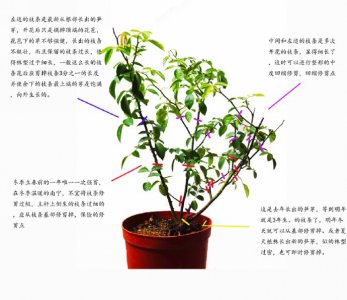 盆栽玫瑰花怎么修剪方法 盆栽玫瑰花修剪方法
盆栽玫瑰花修剪技巧