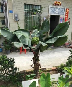 家里可以种香蕉树吗 家中适合种植香蕉树吗？