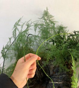 盆栽文竹怎么修剪方法 盆栽文竹修剪技巧