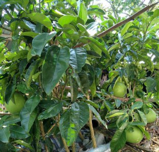 家里可以种柚子树吗 家中适合种植柚子树吗？