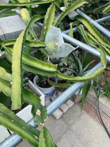 家里可以种火龙果吗 室内种植火龙果可行吗？