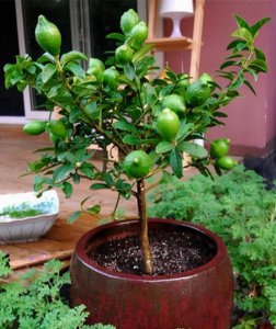 家里可以种柠檬树吗 家中适合种植柠檬树吗？