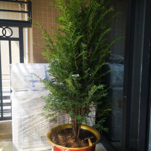家里可以种红豆杉吗 家庭种植红豆杉可行吗？
