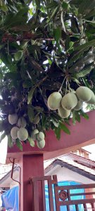 家里可以种芒果树吗 家里适合种植芒果树吗？