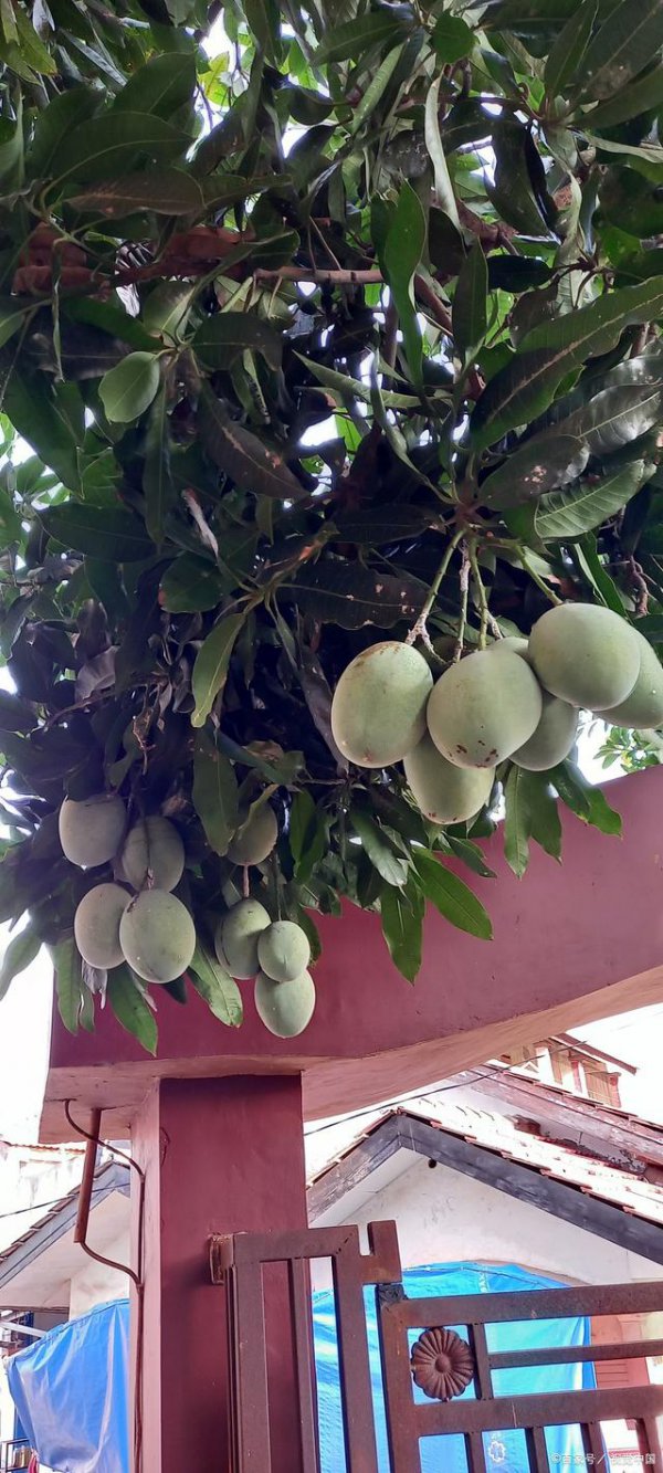 家里可以种芒果树吗