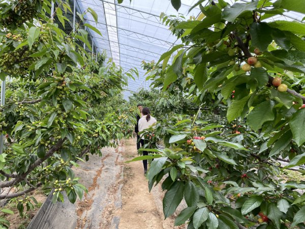 家里可以种樱桃吗